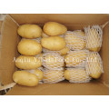 Top Quality New Crop Holland Potato